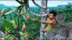 'survival in the rainforest Find Fruits are food Dragon Fruit'