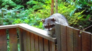 'Raccoon Wants Cat Food'