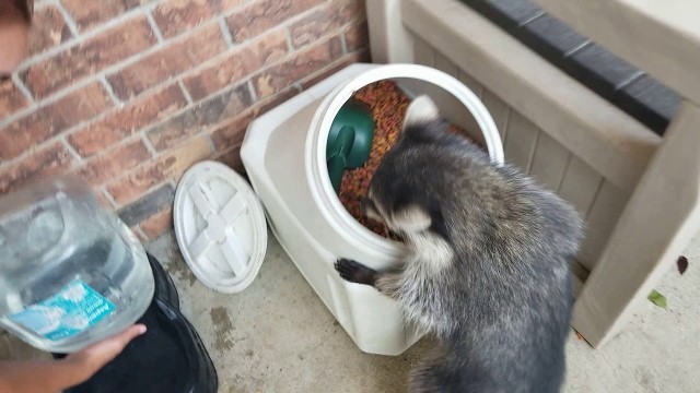 'raccoon stealing the cat food.'