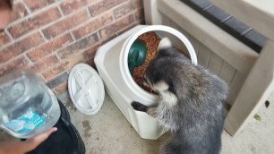 'raccoon stealing the cat food.'