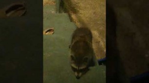 'Raccoon says hello'