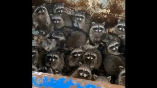 'a lot of raccoons in a dumpster'