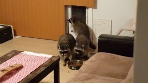 'Raccoons Stealing Our Dog Food'