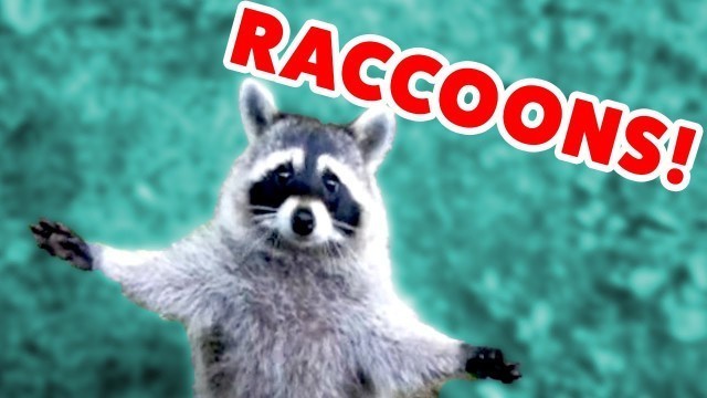 'RACCOON STEALS DEER\'S FOOD & MORE Funny Raccoon Videos of 2016 | Funny Pet Videos'