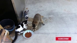 'Raccoon is stealing food from cats. Short version.'