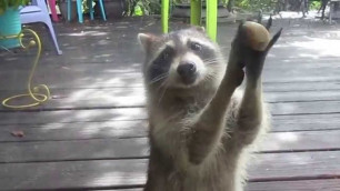 'Rocksy the Raccoon knocks at the door for food!  LOL'