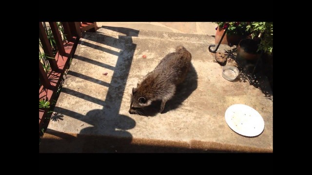 'Crazy Raccoon steals shoe, because there was no cat food out.'