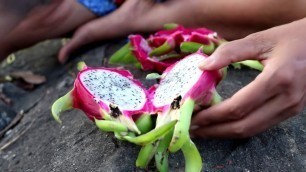 'Find food & meet nature dragon fruit on tree for eat - Nature dragon fruit eating delicious #57'