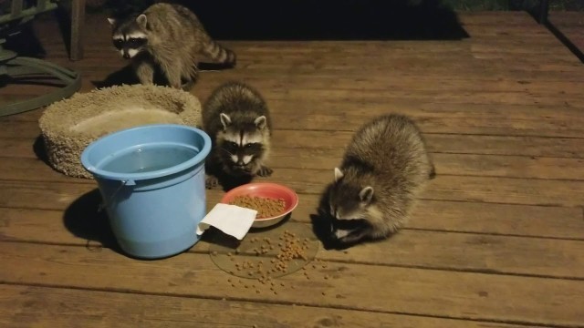 'Raccoons eating cat food at 2am'