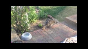 'Raccoon Caught Trying to Steal Cat Food'