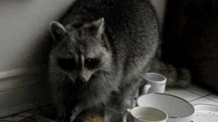 'Raccoons stealing cat food'