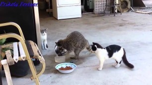 'Funny videos   Raccoon stealing food from the cats    Смешной прикол с енотом  (03.09.2015)'