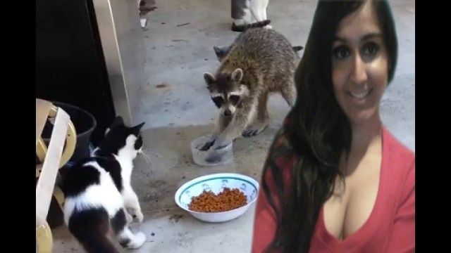 'Raccoon Steals Cats Food And Makes A Great Escape - my thoughts'