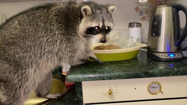 'home zoo. raccoon steals food) Енот залез на стол) ПРИКОЛЫ С ЖИВОТНЫМИ. Смешные Животные'