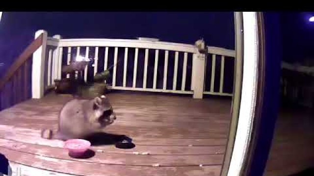 'Raccoon Eats Cat Food - Steals Bowl'