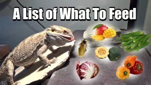 'What To Feed Your Bearded Dragon'