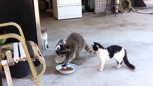 'Енот ворует еду у кошек | Raccoon steals cat`s food'