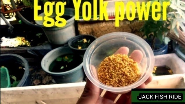 'DIY high protein foods for fish|egg yolk |for fry and breeders |fishfoods|'