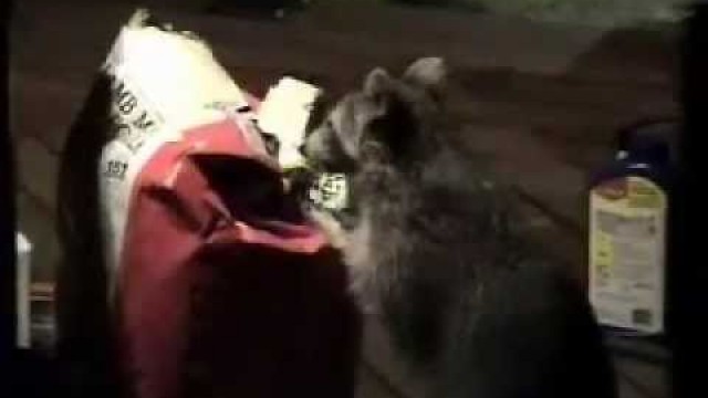 'Raccoon Steals Dog Food!!!'