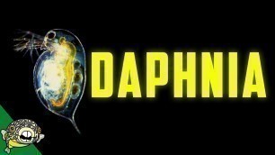 'Daphnia Culturing - Live Fish Food Magna / Pulex Breeding Daphnia, Daphnia Magna Culture,'