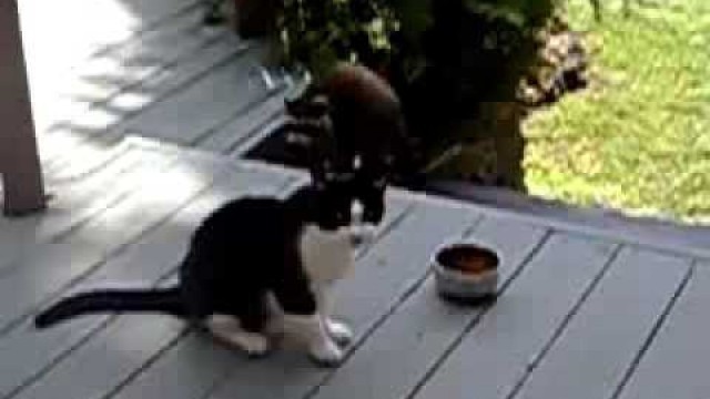 'Raccoon steals cat food'