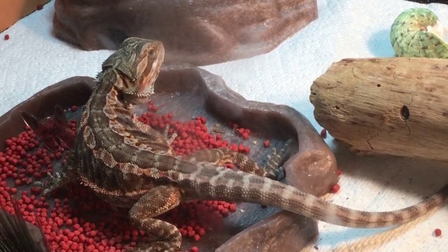 'How to get your Bearded dragon to eat Flukers bearded dragon diet'