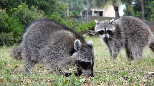 'Funny Raccoons Stealing Cat Food and Fighting'