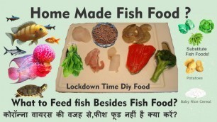 'Homemade food for fish! DIY fish food घर का बना मछली खाना'