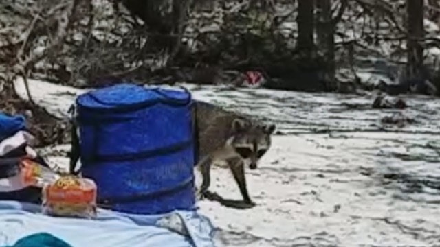 'Raccoon Steals Food'