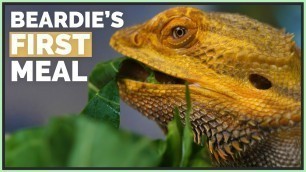 'Bearded Dragon Eats Real Food for the First Time'