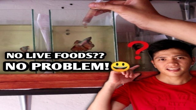 'D.I.Y fish food for my betta fishes |High in protein(english sub)'