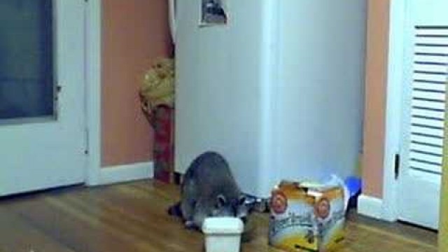 'raccoon in my kitchen eating cat food'