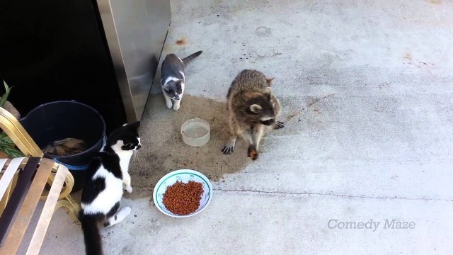 'Raccoon Steals Food- Smooth Criminal'