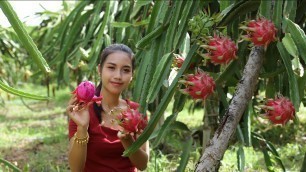 'Dragon fruit in my homeland it is natural fruit'