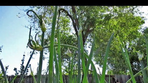 'Food Forest Plants: Egyptian Walking Onion aka Tree Onion'