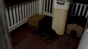 'Little buddy raccoon steals cat food bowl'