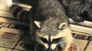 'BABY RACCOONS STEALING MY CATS FOOD !!! PT1'