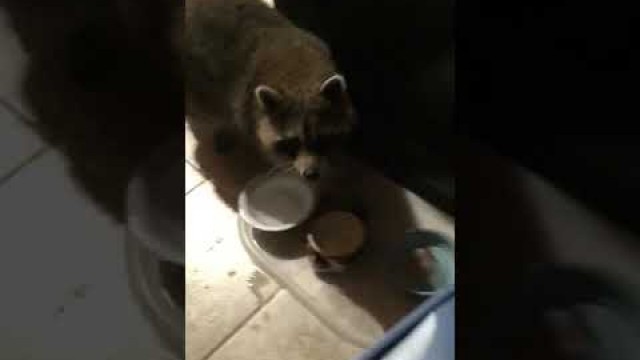 'Racoon stealing cat food in my home'