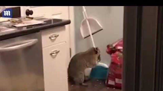 'Cheeky raccoon breaks into house through cat-flap and steals dog food'
