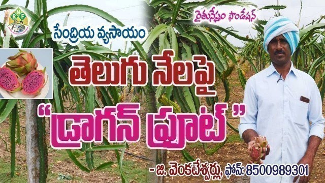 'Organic Dragon Fruit Cultivation || G. Venkateshwarlu || Contact - 8500989301'