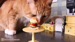 'Cheeto Ramsey (Shane Dawson\'s cat just gettin lit with the food)'
