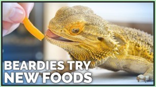 'Bearded Dragons Tasting & Reviewing New Foods!'