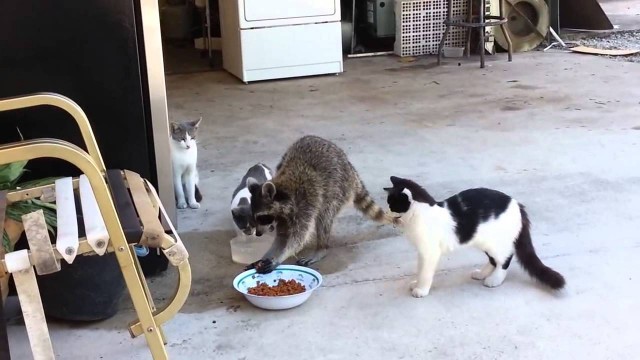 'Our Cute Pets - Raccoon stealing food from the kittens'