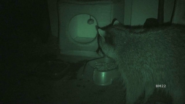 'Giant Raccoon Outside My Front Door'