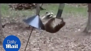 'Raccoon Steals bird food from feeder'