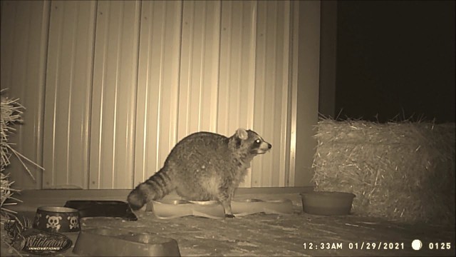 'Raccoon stealing food from the cats bowl!!!'