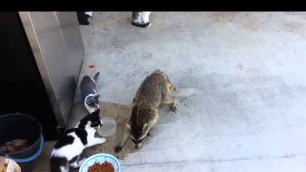 'Racoon stealing dog\'s food'
