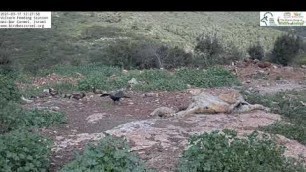 'Common raven עורב שחור steals food from a juvenile Egyptian vulture רחם in the Hai Bar Live CAM'