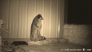 'Raccoon stealing more food'