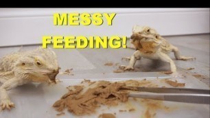 'Feeding All Of My BEARDED DRAGONS Messy Food !! Super Cute !!'